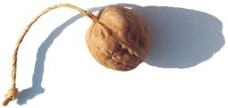 walnut with string