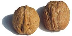 two walnuts