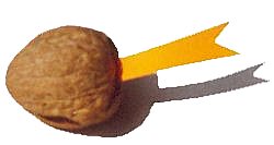 walnut with a string (tie a knot on one end of the string and place that end within the walnut before gluing)