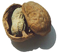 peanut insert